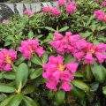 pink-burans-rhododendron-campanulatum-state-flower-himachal-pradesh