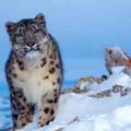 snow-Leopard