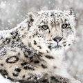 snow-leopard-himachal-state-animal