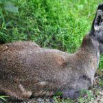 himachal-pradesh-wildlife