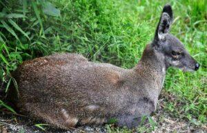 Wildlife in Himachal Pradesh himachal-pradesh-wildlife