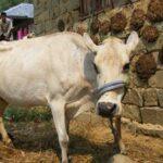 अपना दूध पीने वाली गाय Cow Drinking Milk