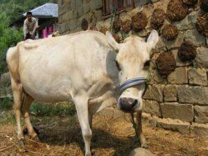Cow Drinking Milk