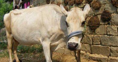Cow Drinking Milk