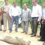 क्या आप भी किसी 'बहादुर' शिकारी को जानते हैं?? female-leopard-shot-dead
