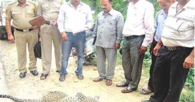 female-leopard-shot-dead