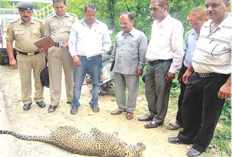 female-leopard-shot-dead