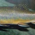 barot-trout-fish