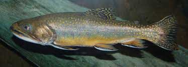 barot-trout-fish