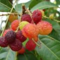 Kafal Fruit