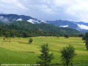 Rice Paddy Field