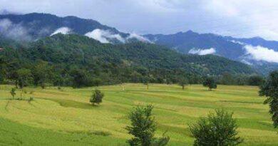 Rice Paddy Field