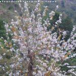 औषधीय गुणों से भरपूर है कचनार "कराले" DSCF3639