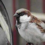 विलुप्ति के कगार पर आंगन में चहकने वाली गौरेया bird