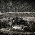 mud-rain-show-soil-clay-udaipur