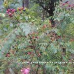 कढ़ी पत्ते के हैं गज़ब फायदे Curry Leaves Benefits