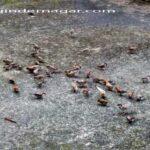 House Sparrow Bird