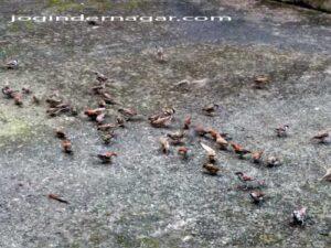 House Sparrow Bird