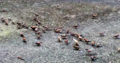 House Sparrow Bird