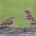 sparrow-himachal