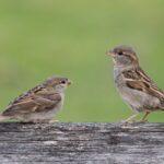 sparrow-himachal