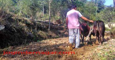 Bull Pair
