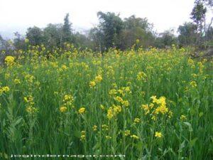 Mustard Field