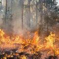 himachal-forest-fire