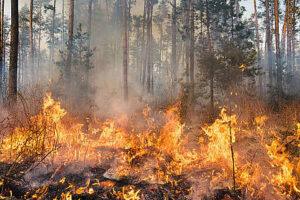 himachal-forest-fire