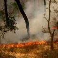 Uttarakhand Fire