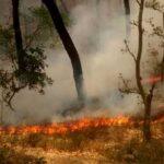 Uttarakhand Fire