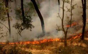 Uttarakhand Fire