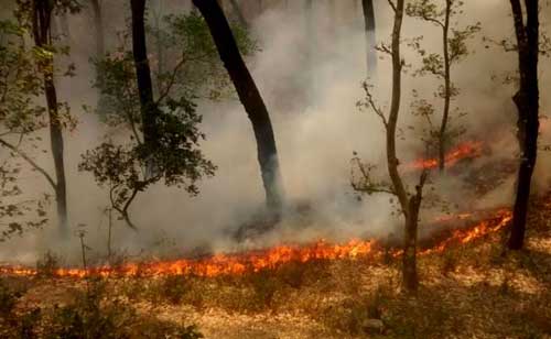 Uttarakhand Fire