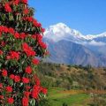 buransh