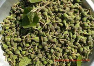 निरोग रखती है इस मौसम में मिलने वाली फेगड़े (भ्रूणी) की सब्जी fegda