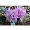 pink buransh