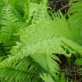 fiddlehead-fern-mature-plant