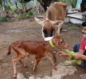 jhaduta-bilaspur-injured-cow-mouth-with-exlosive