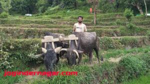 farmer-ploughing-fields-with-oxen-peddy-field-photo