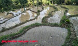 peddy-crop-fields
