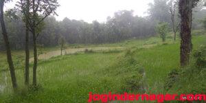 rain-based-paddy-fields