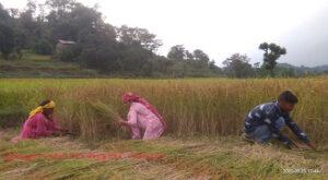 paddy-crop-wet-in-rain