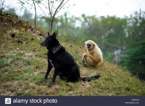 big-black-dog-and-gibbon-monkey-CFKHY8
