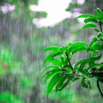 मैदानों में बारिश व ऊपरी क्षेत्रों में बर्फबारी की संभावना rain-111-2