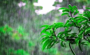 Rain In Himachel