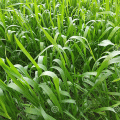 small-wheat-plant-agriculture-use-agriculture-products-small-wheat-plant-agriculture-use-agriculture-products-173122879