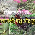 state-bird-animal-flower-of-himachal-pradesh