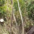 forest-mafia-axed-eight-sandalwood-trees