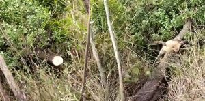forest-mafia-axed-eight-sandalwood-trees