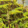 wheat-crop-in-hilly-area